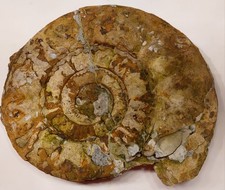 Ammonit Fossil 16 KG. Br.43