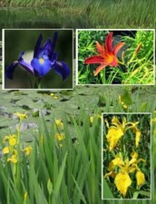 Sumpfiris Wasserpflanzen Blumen Filterpflanzen gegen Algen für den Garten Teich