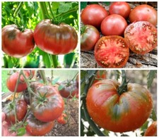 Томат Черный