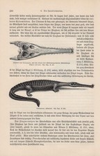 Teleosaurus Skelett des Plesiosaurus Dinosaurier HOLZSTICH von 1895