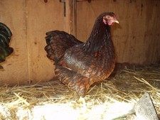 10 Bruteier von Zwerg