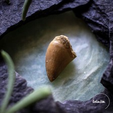 Mosasaurus Zahn Echtes Fossil