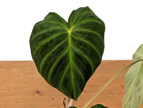 Philodendron verrucosum - philodendron,