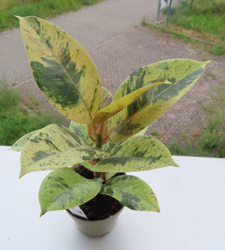 Ficus elasica shivereana