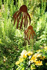 Sonnenhut Set Echinacea