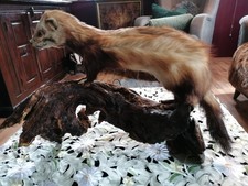 Tierpräparat - Iltis ? -