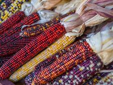 Mais Regenbogen Ornamentale Multicolor --  100 Samen historische Sorte samenfest
