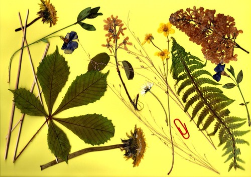 Herbarium gepresste