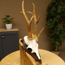 Rehgeweih Drei-Stangen-Bock