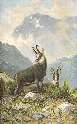 Alpen zwei gemsen - ak,