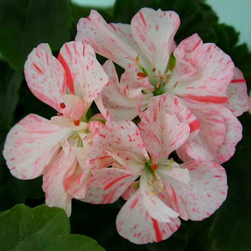Pelargonie geranie sandown - geranie, ,,