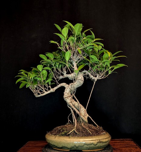 Bonsai chinesische feige ficus - chinesische,