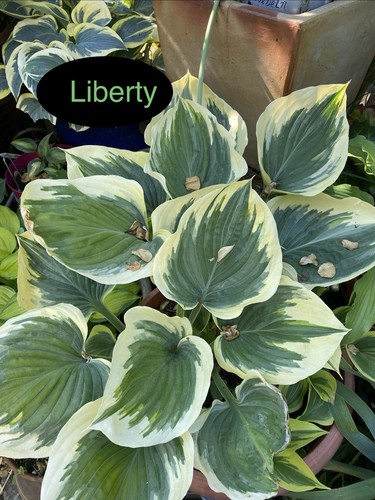 Hosta liberty 1 - hosta,