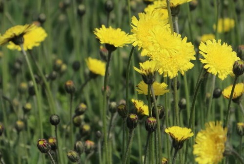 Pflänzchen kleines gelbes - 12,