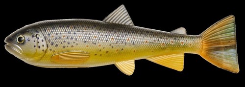 Pulz bait trout skinz 15cm - bait,