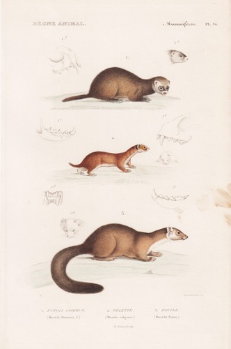 Mustela steinmarder stone - steinmarder,