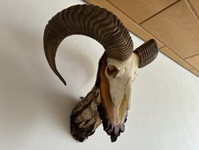 Muffelwild Mufflon Geweih