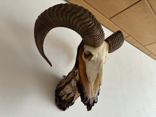 Muffelwild mufflon geweih - mufflon,