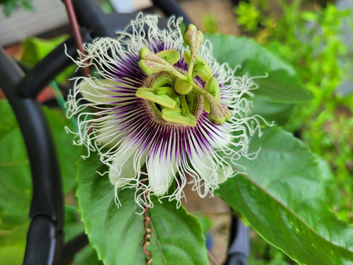 Passiflora edulis echte - -,