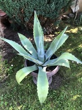 Agave americana green - agave,