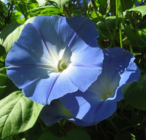 Samen toll trichterwinde blaue - toll,
