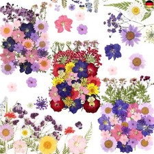 125 Stück Getrocknete Blumen