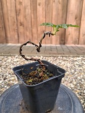 Bergahorn, Pre Bonsai, Bonsai