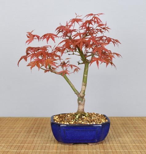 Bonsai outdoor roter - bonsai,