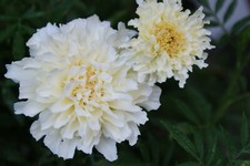 Tagetes halbhoch weiß / hellgelb - 50 Samen