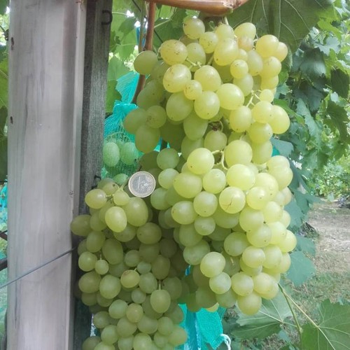 Weintraube kischmisch zimus - weintraube,