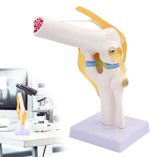 Anatomie skelett modell - anatomie, knie