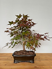 Bonsai Acer Palmatum Deshojo Ahorn Fächerahorn Nr. 5238 Laub abwerfend beliebt