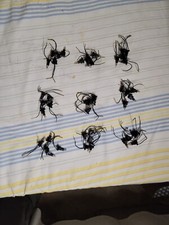 5x  8346-1 Glimmlampe 230V 1mA BUSCH-JAEGER 2CKA001784A0321 (4011395185704)