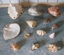 Schöne Muschelsammlung - z.B. Abalone, Cassis, Perlmutt, Murex, Lambis, Conus ..