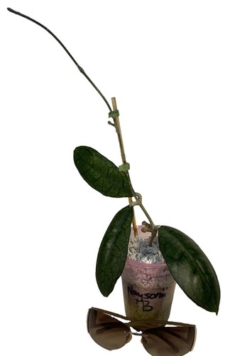 Hoya finlaysonii cutting - hoya,
