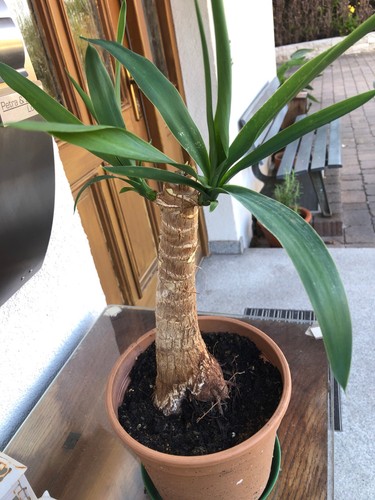 Yucca palme - yucca-palme, (yucca