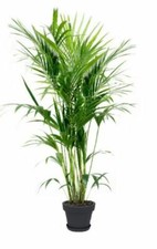 Kentia palme howea - 2,