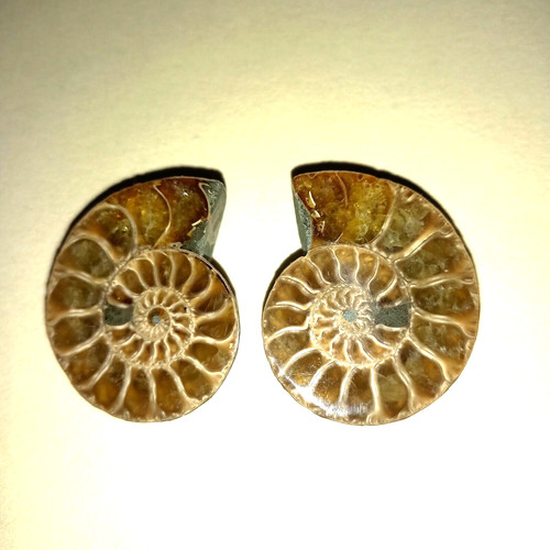 Phylloceras geschnitten