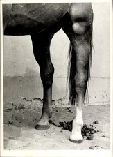 Foto Pferd, Pferdehufe, Tier