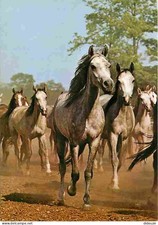 AK - Tiere - Pferde - Araber