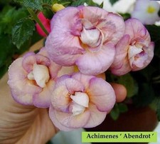 Preety Imorted Achimenes