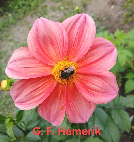 Dahlien samen gartenblumen - dahlien,