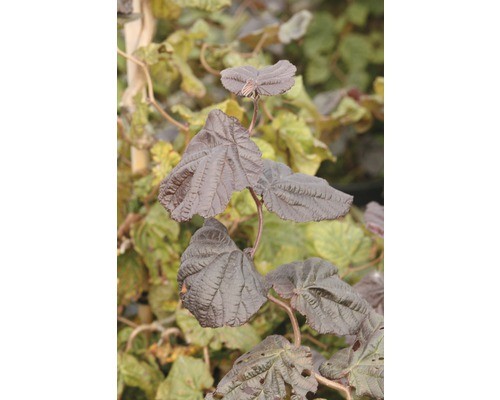 Korkenzieher hasel floraself - korkenzieher-hasel,