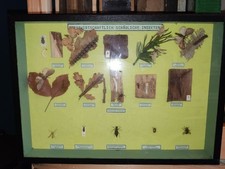 Schaukasten Lehrmittel Schulsammlung Taxidermy Alt Antik