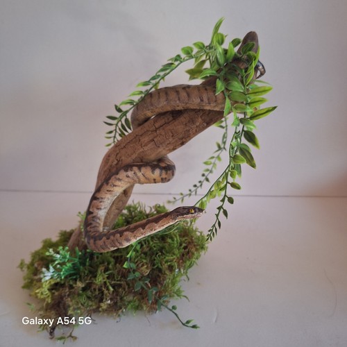 Taxidermie python taxidermy - taxidermie,