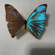 Entomologie*Morpho