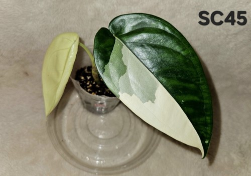 Syngonium chiapense albo - syngonium,