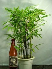 Black Bambus   Pflanze für