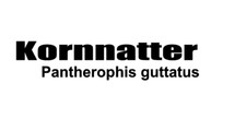 Kornnatter aufkleber schlange - kornnatter,