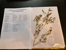 Herbarium mit 10 gepressten